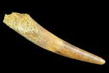 Pterosaur (Siroccopteryx) Tooth - Morocco #107943-1